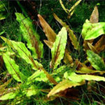 Cryptocoryne Wendtii «Green Gecko» (Криптокорина Вендта «Зеленый Геккон»)