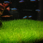 Eleocharis sp. Mini (Ситняг болотный "мини")