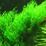 Flame moss (Мох Пламя)