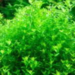 Micranthemum Micranthemoides (Микрантемум малоцветковый)