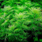 Myriophyllum mattogrossense (Перистолистник матогросский)