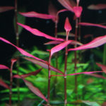 Persicaria sp. 'Kawagoeanum' (Полигониум Горец)