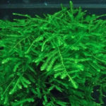 Spiky moss (Мох спайки)