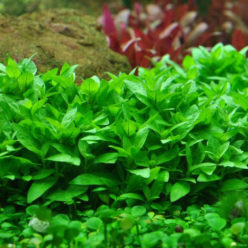 Staurogyne repens (Крестовка ползучая)