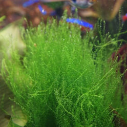 Stringy moss (Мох стринги)