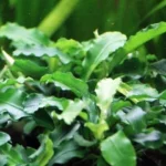 Буцефаландра зеленая волнистая куст