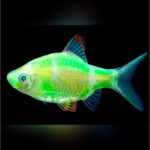 Барбус GloFish салатовый