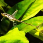 Стуризома панамская (Sturisoma panamense) сомик вертолетик