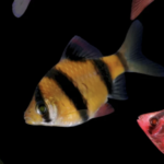 Барбус GloFish жёлтый